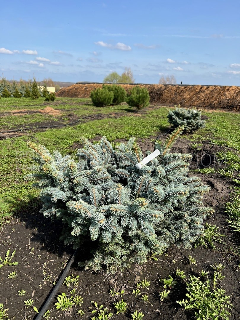 Ель колючая Glauca Globosa купить в Москве из питомника по доступной цене